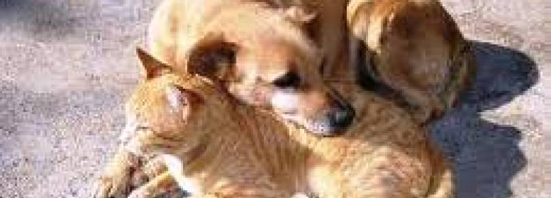 Maltratar animais já é crime em Portugal